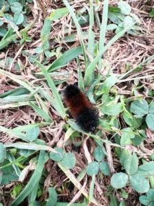 The myth of the woolly bear  caterpillar’s winter forecast
